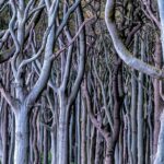 „wildwuchs 1“ aus der Serie UNTERHOLZ